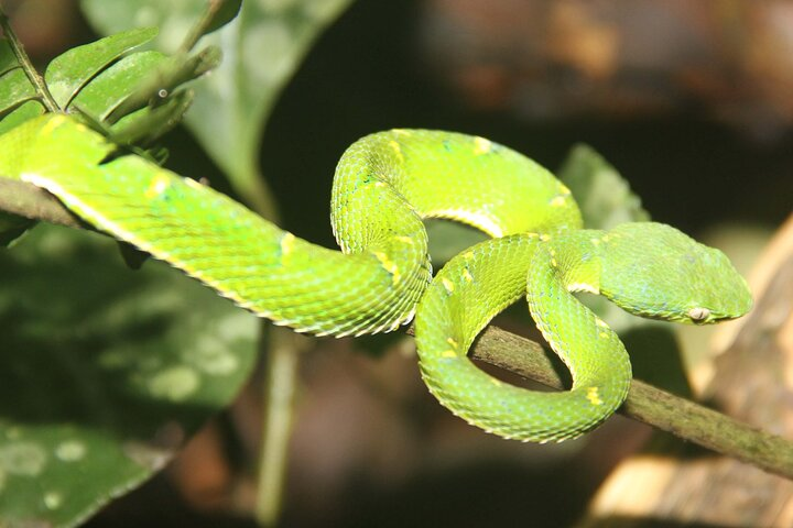 Night Walk Tour: the night life of the forest - Photo 1 of 6